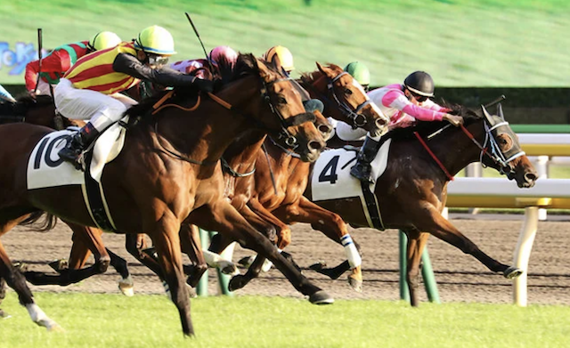地方競馬予想サイトランキング 競馬写真