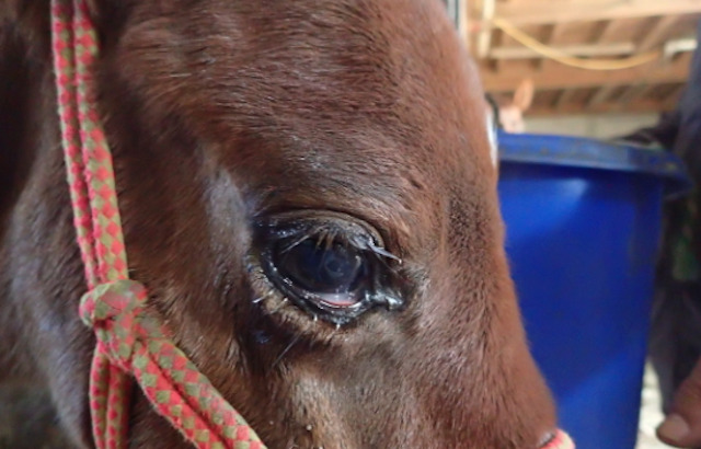 ばんえい競馬の海外の反応