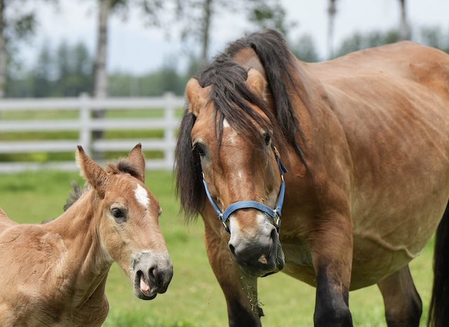 ばんえい競馬の反応