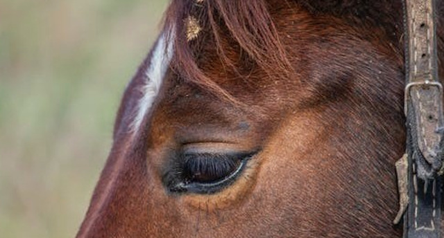 ばんえい競馬がかわいそうと言われる理由2