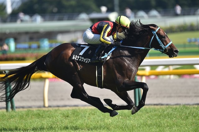 競走馬が速く走るポイントを紹介する画像