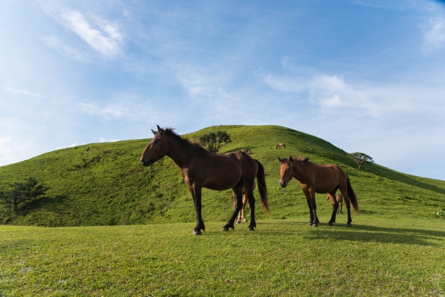 競馬で勝負するために馬選びを知っておく必要があることを紹介する画像