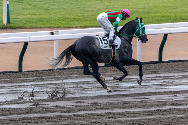 雨の日の競馬は馬場状態を把握することが重要であることを紹介する画像