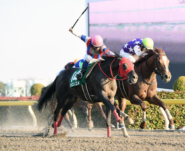 競馬の鞭について痛いやかわいそうという意見もあることを紹介する画像