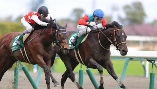 しろクロ競馬の競馬予想について