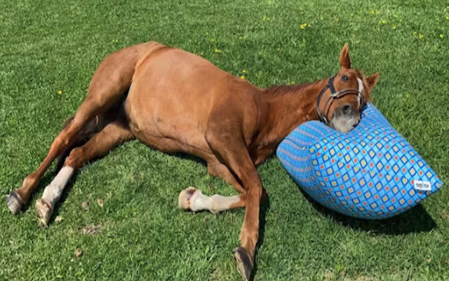 競走馬の牧場での生活での画像