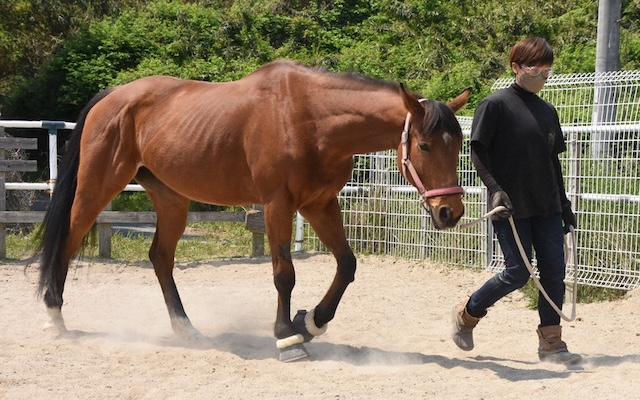 競走馬の乗用馬の画像