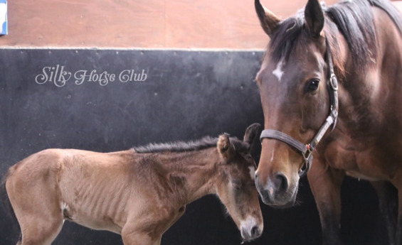 競走馬を引退した種牡馬の画像