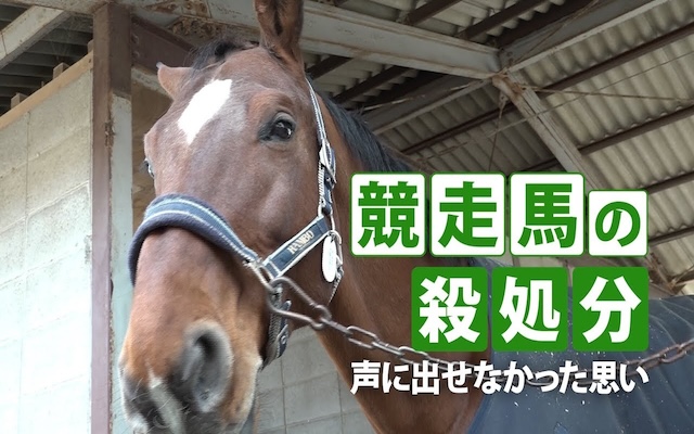 競走馬の殺処分の画像