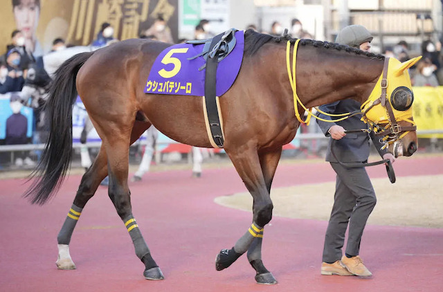 引退が噂されてるウシュバテソーロ